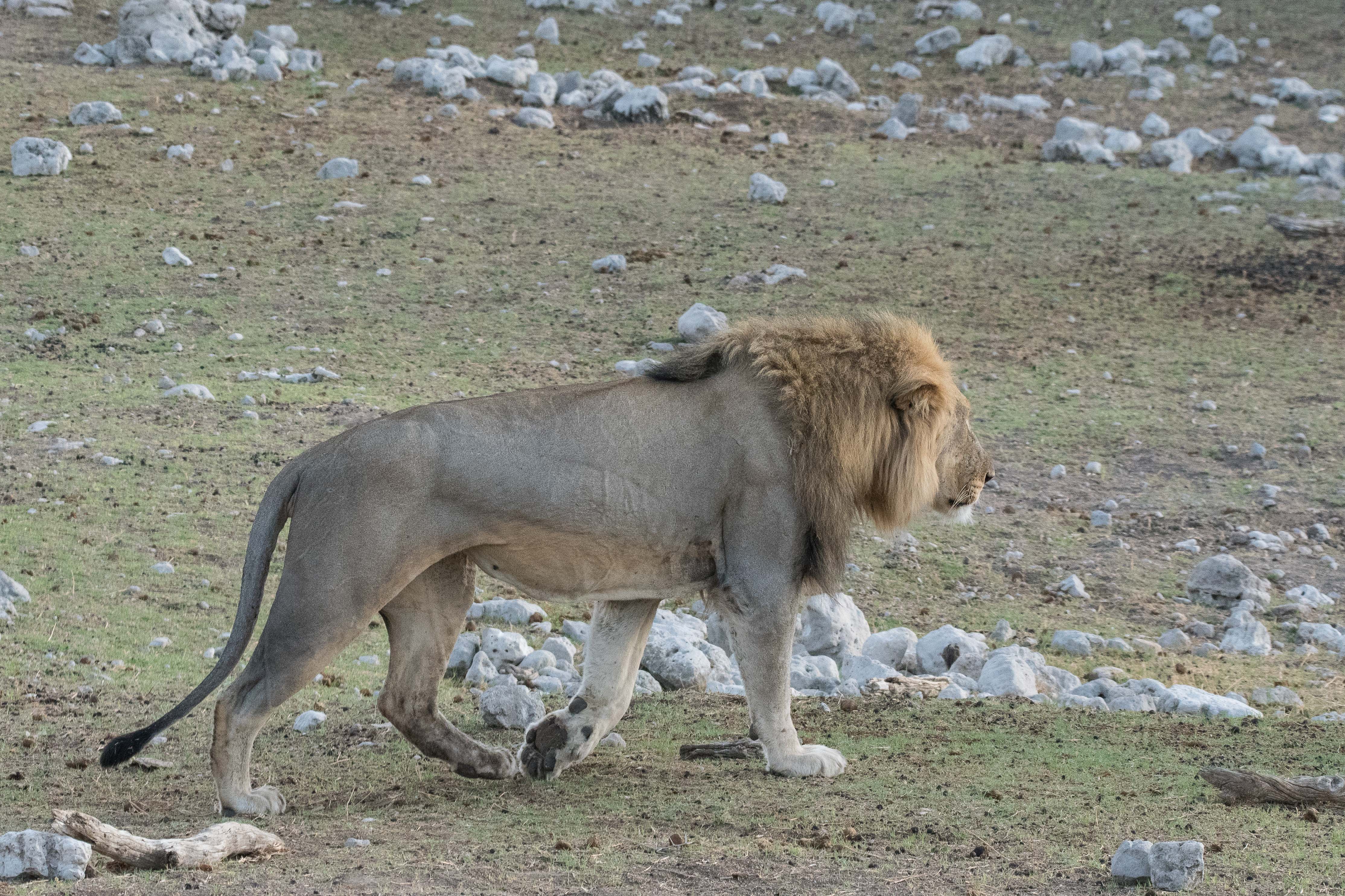 Ayant probablement constaté l'absence d'indice d'ovulation prochaine aussi chez la seconde lionne, le lion les quitte toutes deux, au moins provisoirement, pour vaquer à ses autres occupations, Namutoni, Etosha, Namibie.